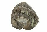 Wide, Enrolled Eldredgeops Trilobite Fossil - Ohio #188906-2